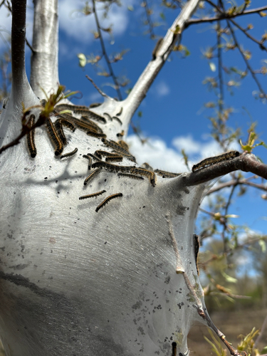 iNaturalist observation photo of Eastern Tent Caterpillar Moth