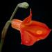 Masdevallia racemosa - Photo (c) Quimbaya,  זכויות יוצרים חלקיות (CC BY-NC-ND)