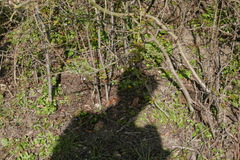 Clethrionomys glareolus