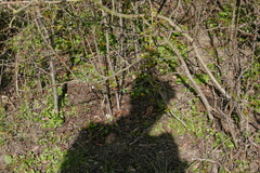 Clethrionomys glareolus