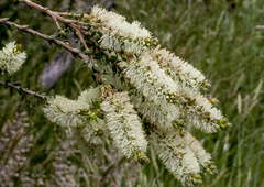 Melaleuca squarrosa