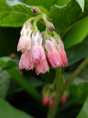 Symphytum × hidcotense