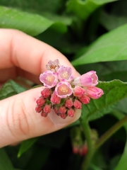 Symphytum × hidcotense