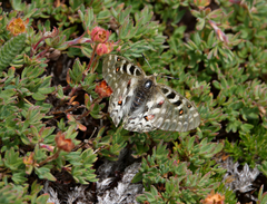 Parnassius smintheus olympiannus