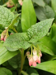 Symphytum × hidcotense