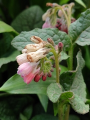 Symphytum × hidcotense
