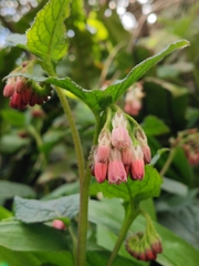 Symphytum × hidcotense