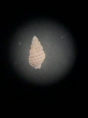 Nassarius acutus