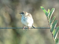 Cisticola aridulus