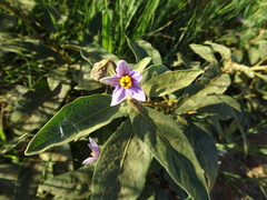 Solanum elaeagnifolium