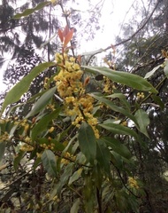 Litsea glaucescens