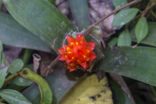 Guzmania osyana, photograph 5