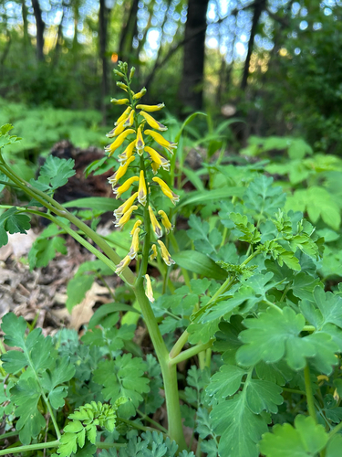 Corydalis heterocarpa, photograph 4