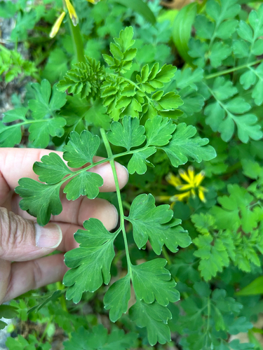 Corydalis heterocarpa, photograph 5