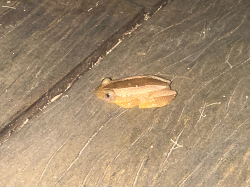 Fornasini's Spiny Reed Frog