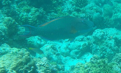 Cetoscarus ocellatus