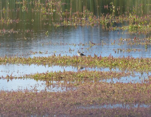 iNaturalist image