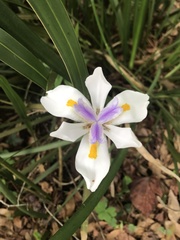 Dietes