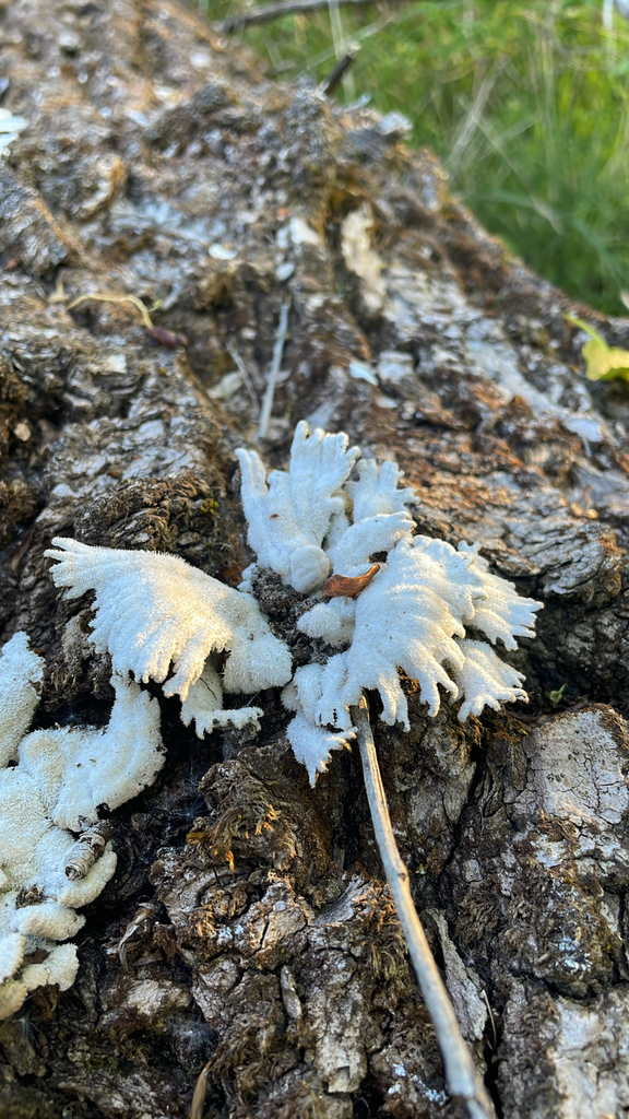 Schizophyllum commune · May 2026 · photo: © darrkflower (iNaturalist, cc0)