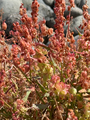(c) Petr Harant, some rights reserved (CC BY) Rumex simpliciflorus, photograph (c) Petr Harant, some rights reserved (CC BY)