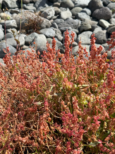 Rumex simpliciflorus, photograph 4