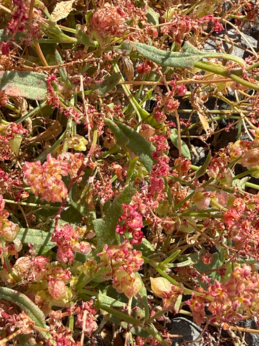 Rumex simpliciflorus, photograph 3
