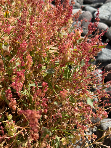 Rumex simpliciflorus