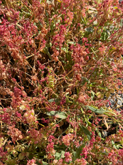 (c) Petr Harant, some rights reserved (CC BY) Rumex simpliciflorus, photograph (c) Petr Harant, some rights reserved (CC BY)