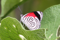 Diaethria eluina