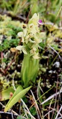 Platanthera hyperborea