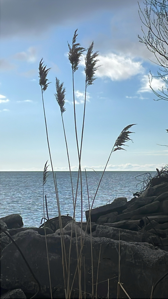 common reed from Leslie St, Toronto, ON, CA on May 2, 2026 at 08:49 AM ...