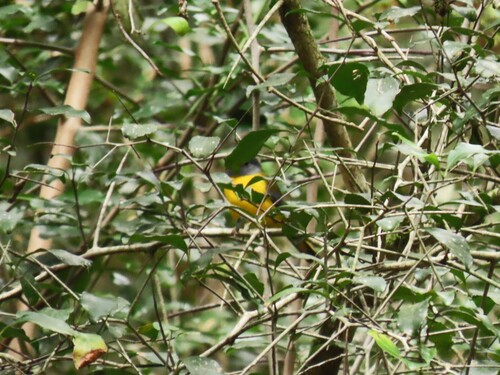 White-starred Robin (Pogonocichla stellata), photo 6