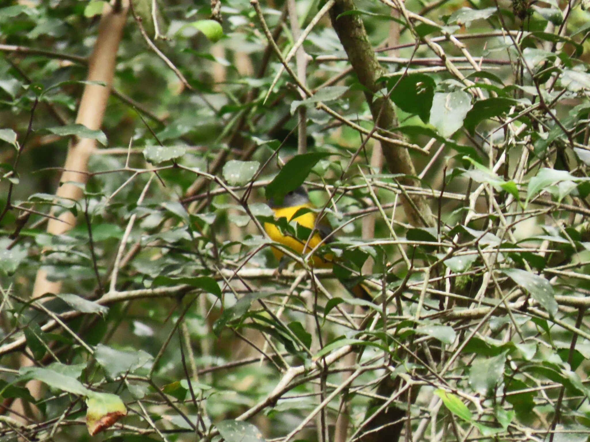White-starred Robin (Pogonocichla stellata), photo 7