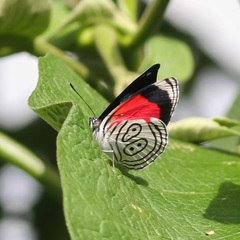 Diaethria eluina