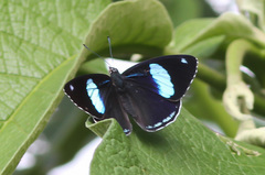 Diaethria eluina