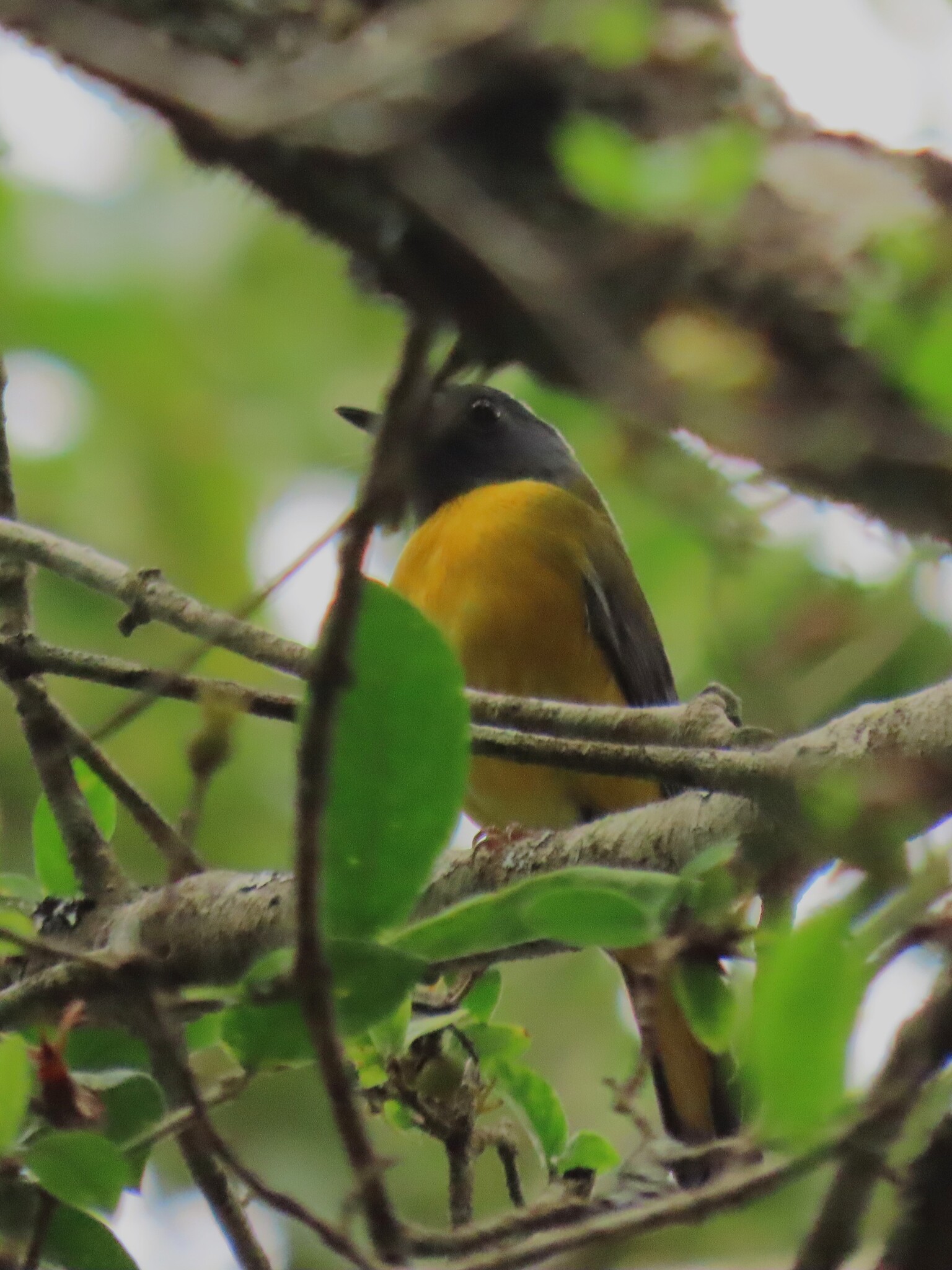 White-starred Robin (Pogonocichla stellata), photo 9