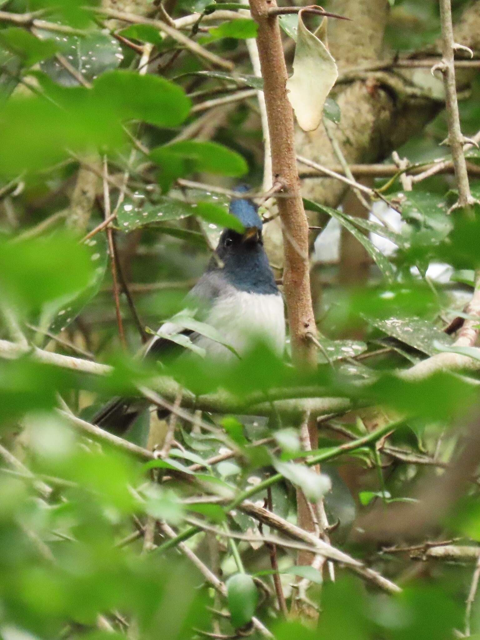 Blue-mantled Crested Flycatcher (Trochocercus cyanomelas), photo 10