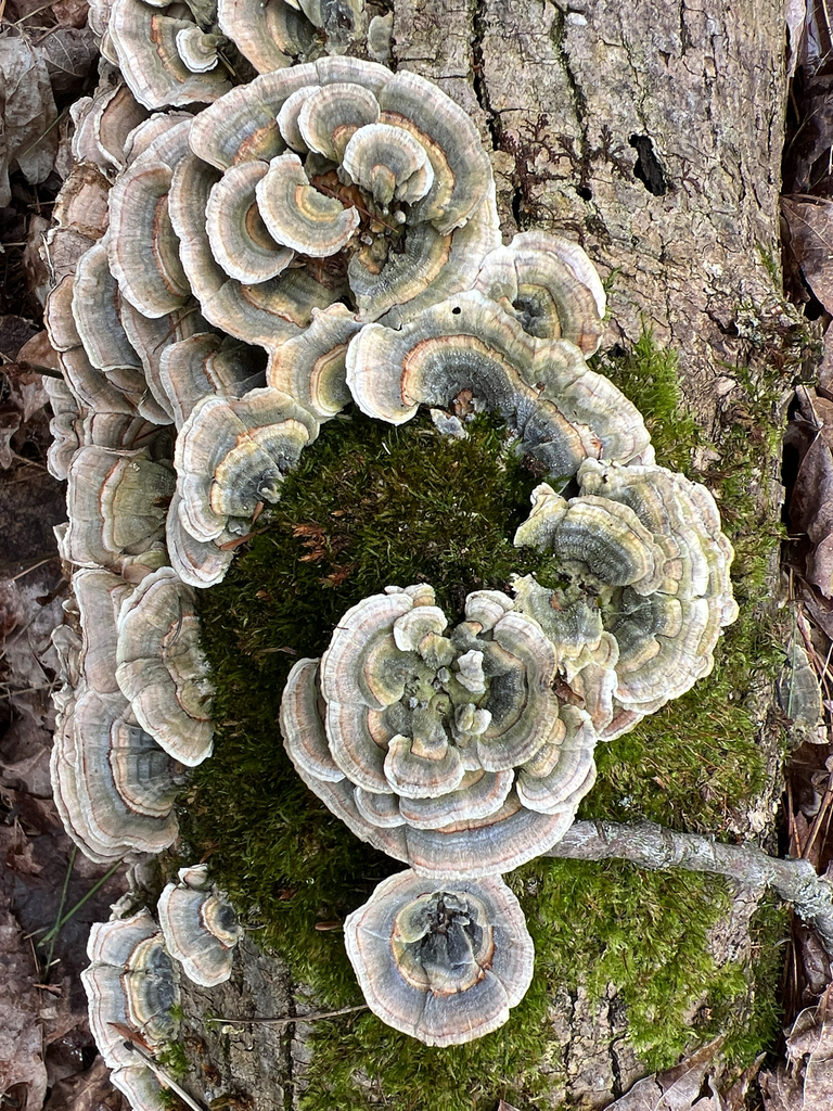 Trametes versicolor · May 2026 · photo: © jason_c (iNaturalist, cc-by)