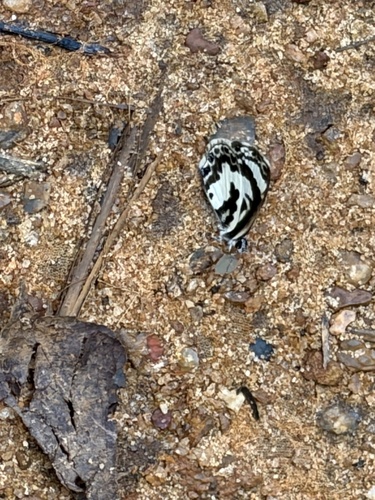 White-banded Babul Blue