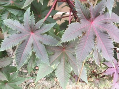 Ricinus
