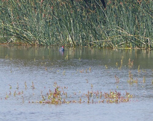 iNaturalist image