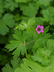 Geranium ocellatum