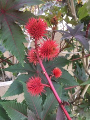 Ricinus