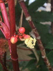 Ricinus