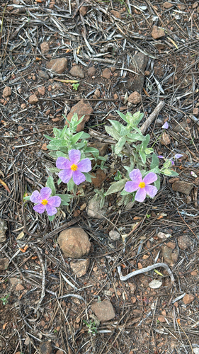 Avistamiento Cistus albidus