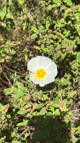 Avistamiento Cistus salviifolius