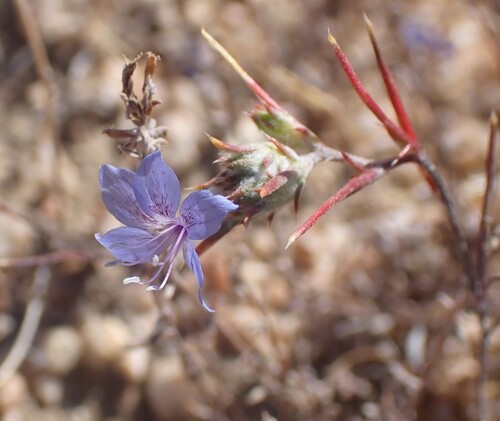 Sapphire woollystar (Eriastrum sapphirinum)