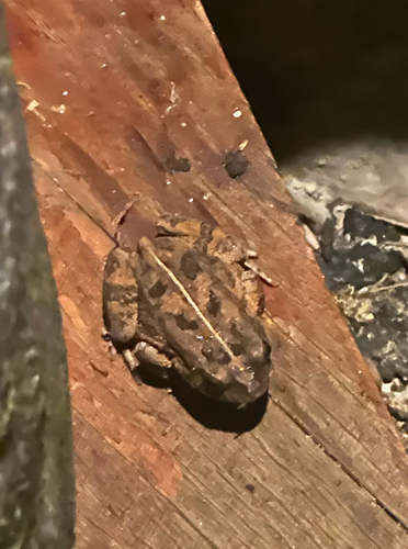 Guttural Toad