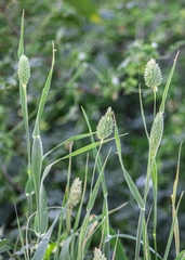 Phalaris minor