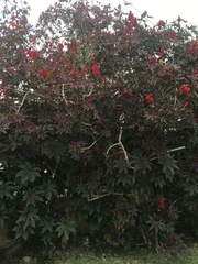 Ricinus
